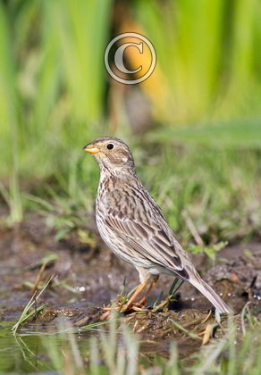 Corn Bunting DM0841